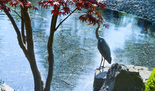 Bird perching on tree by water