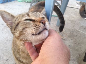 Close-up of hand holding cat