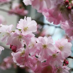Close-up of pink cherry blossoms
