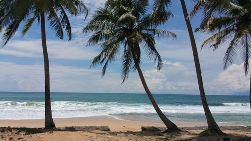 Palm trees on beach against sky