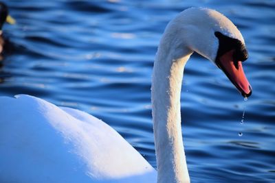 Close-up of swan swimming in lake