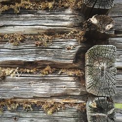 Close-up of wooden door