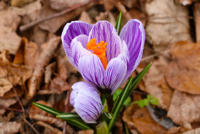 Close-up of purple crocus flowers