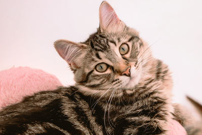Close-up portrait of cat against white background