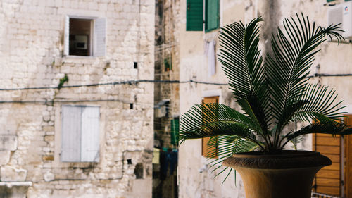 Close-up of potted plant against building