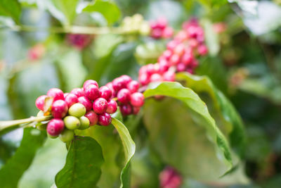 Close-up of berries growing on plant