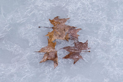 High angle view of autumn leaf on snow