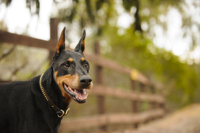 Side view of doberman pinscher at park