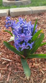 Close-up of purple flowers blooming in field