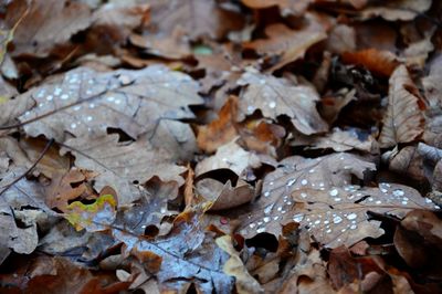 Close-up of dry autumn leaves