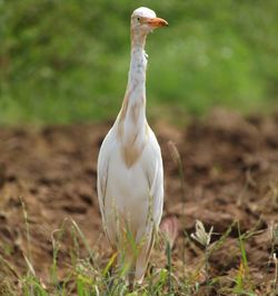 Close-up of crane bird in green grass.