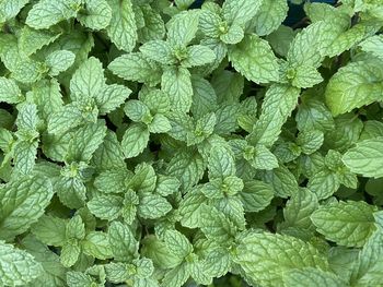 Full frame shot of fresh green leaves