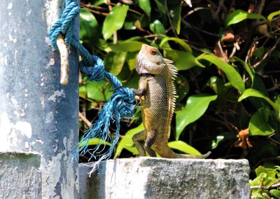 Close-up of lizard on tree