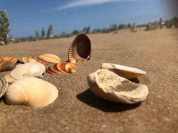 Close-up of shells on sand