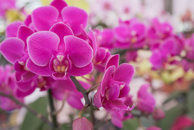 Close-up of pink flowers