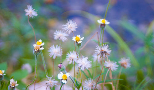 Close-up of daisy flowers on field