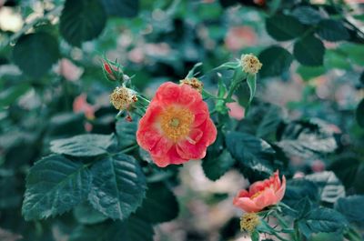 Close-up of red flowering plant
