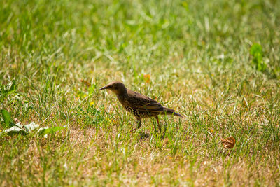 A beautiful, brown common starling female feeding in the grass before migration. 