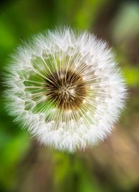 Close-up of dandelion flower