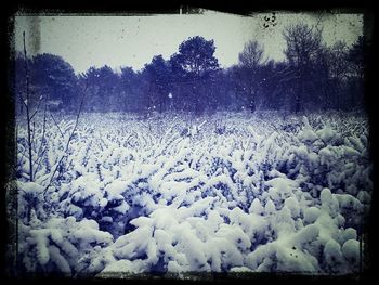 Scenic view of snow covered field