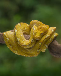 Close-up of snake