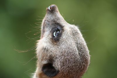 Close-up of a meerkat