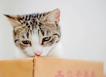 Close-up portrait of cat