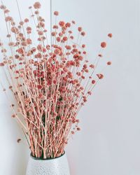 Close up of plant against sky