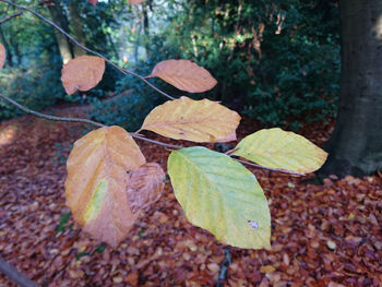 Close-up of leaves on tree