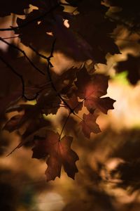Close-up of maple leaves against blurred background