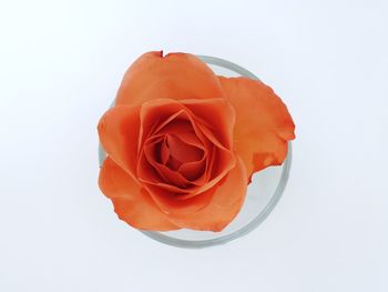 Close-up of rose against white background