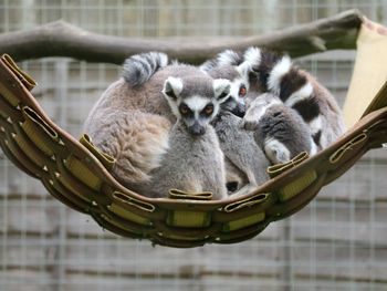 Portrait of sheep in zoo