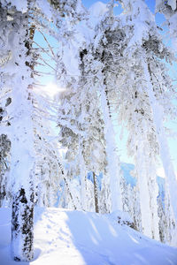 Snow covered trees on land