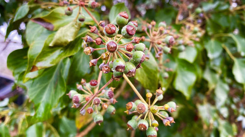 Close-up of flowering plant