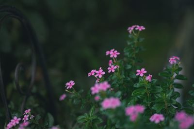 Close-up of pink flowers blooming outdoors