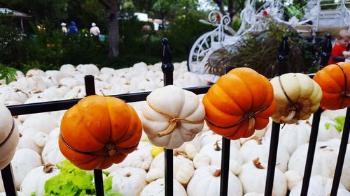 Close-up of pumpkins against plants