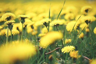 Close-up of yellow flowering plants on field