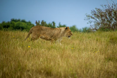 Side view of a cat on field