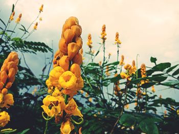 Close-up of yellow flowers against blurred background