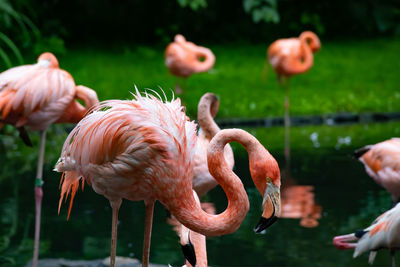 Close-up of flamingo in lake