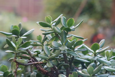 Close-up of succulent plant