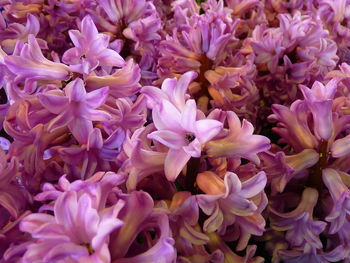 Full frame shot of purple flowering plants