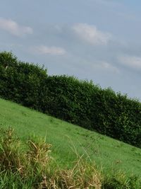 Scenic view of grassy field against sky