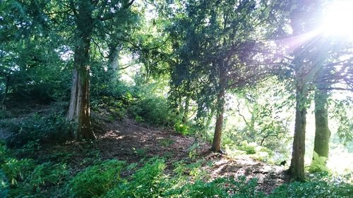 Trees in forest