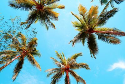 Low angle view of coconut palm tree against sky