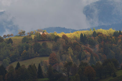 Trees in forest against sky during autumn