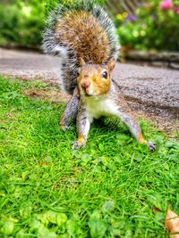 Close-up of squirrel