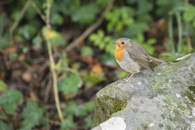 Close-up of bird perching on rock