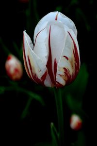 Close-up of white flower blooming against black background