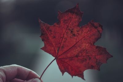 Close-up of hand holding maple leaf during autumn